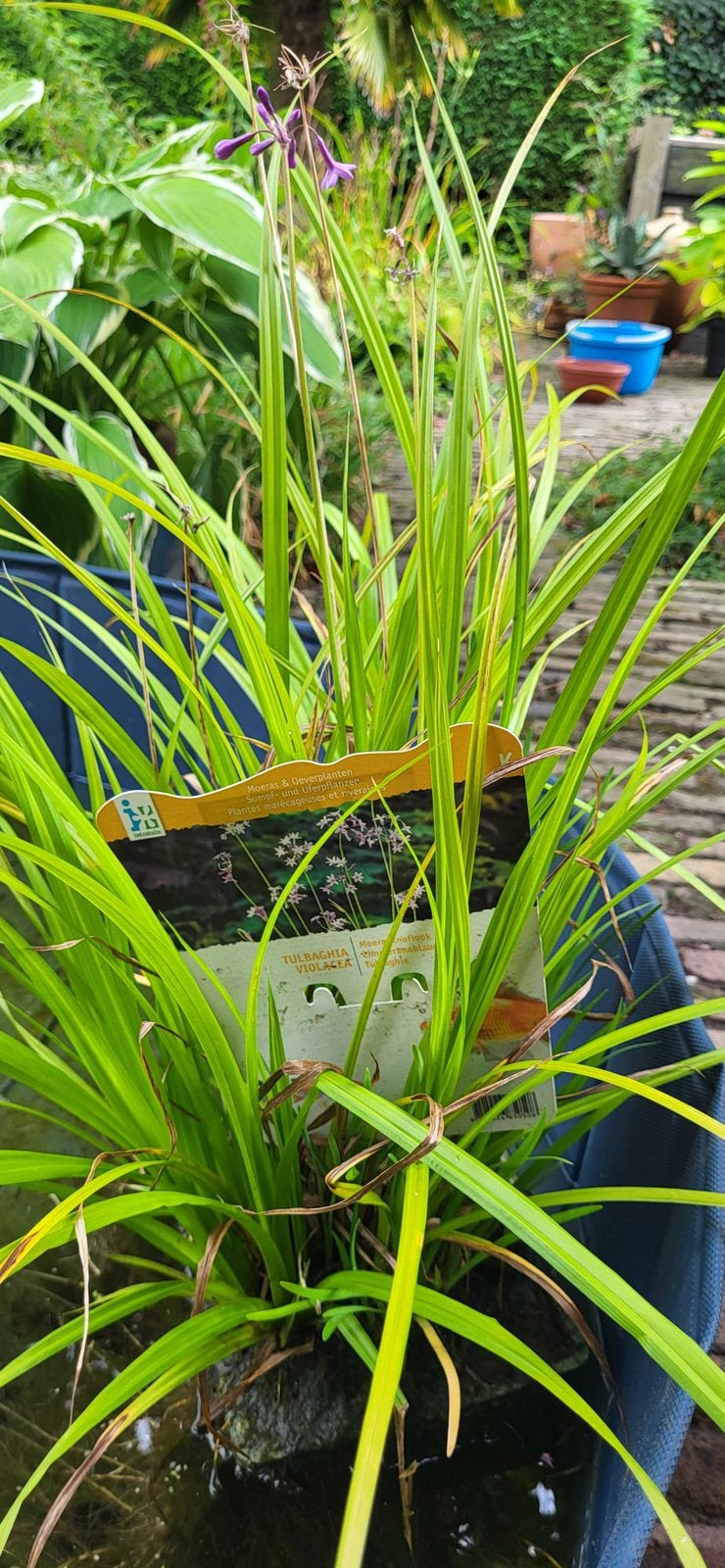 Te koop verschillende vijver en zuurstofplanten, Ophalen, Zo goed als nieuw