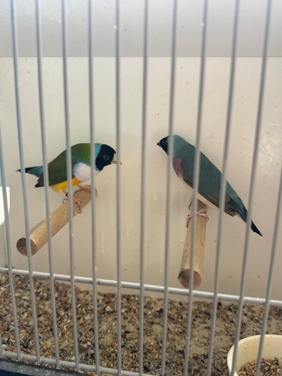 Blauw Gouldamadine 2025, Meerdere dieren, Geringd