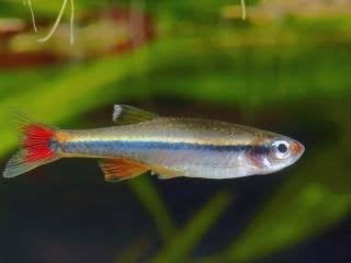 Chineese danio vis, Dieren en Toebehoren, Vis