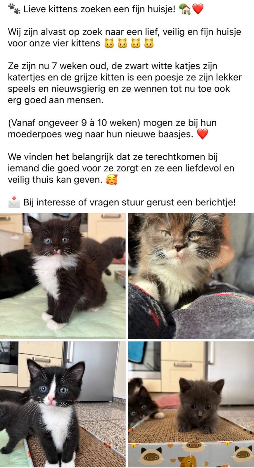 Kittens te koop, Dieren en Toebehoren, Meerdere dieren