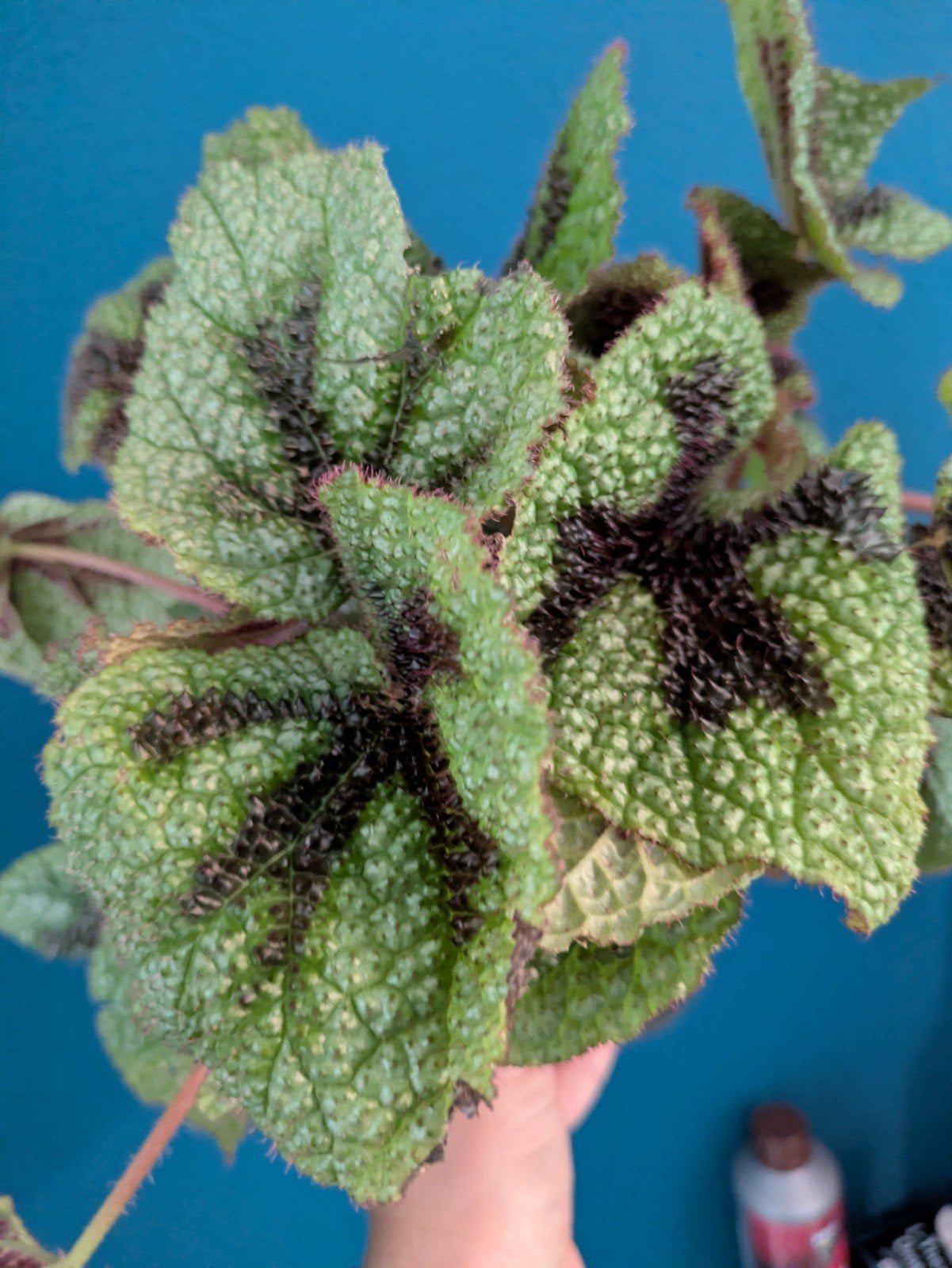ACTIE 5 VOOR 10 EURO Begonia Iron Cross bladstekken, Ophalen of Verzenden, Halfschaduw, Minder dan 100 cm
