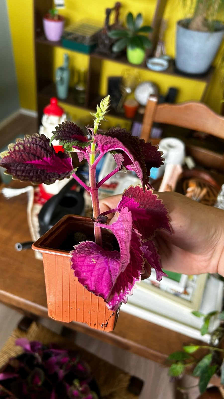 Levendige donkerroze/rode Coleus stekjes, Eenjarig, Bloeit niet, Halfschaduw, Ophalen