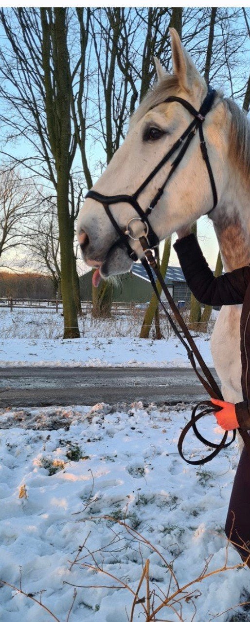 Compleet hoofdstel maat X-Full met teugels, Ophalen of Verzenden