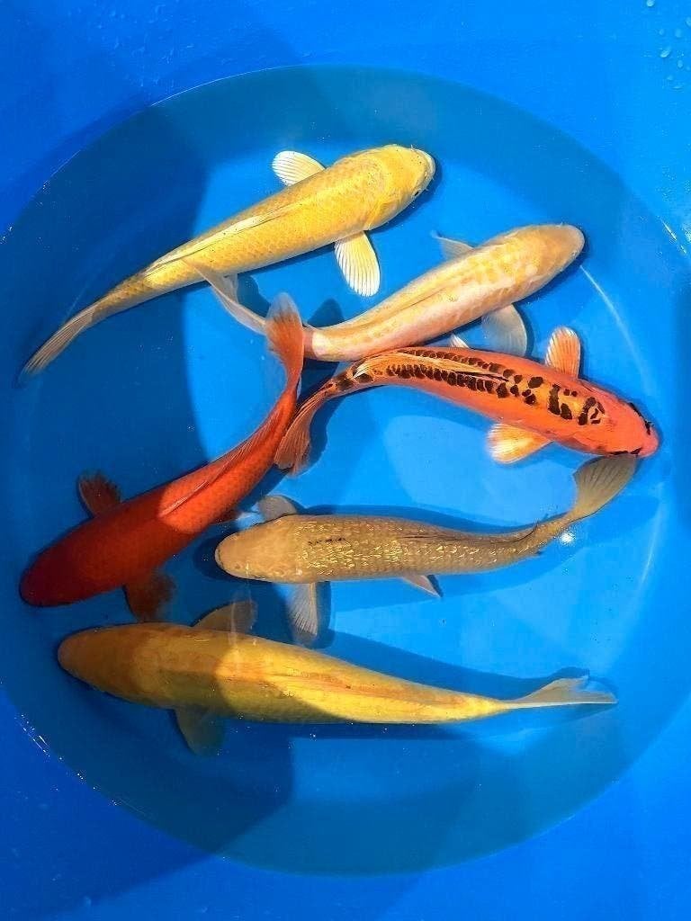 Japankoi grote keus Jonge Japankoi, kom eens kijken,, Dieren en Toebehoren, Karper of Koi