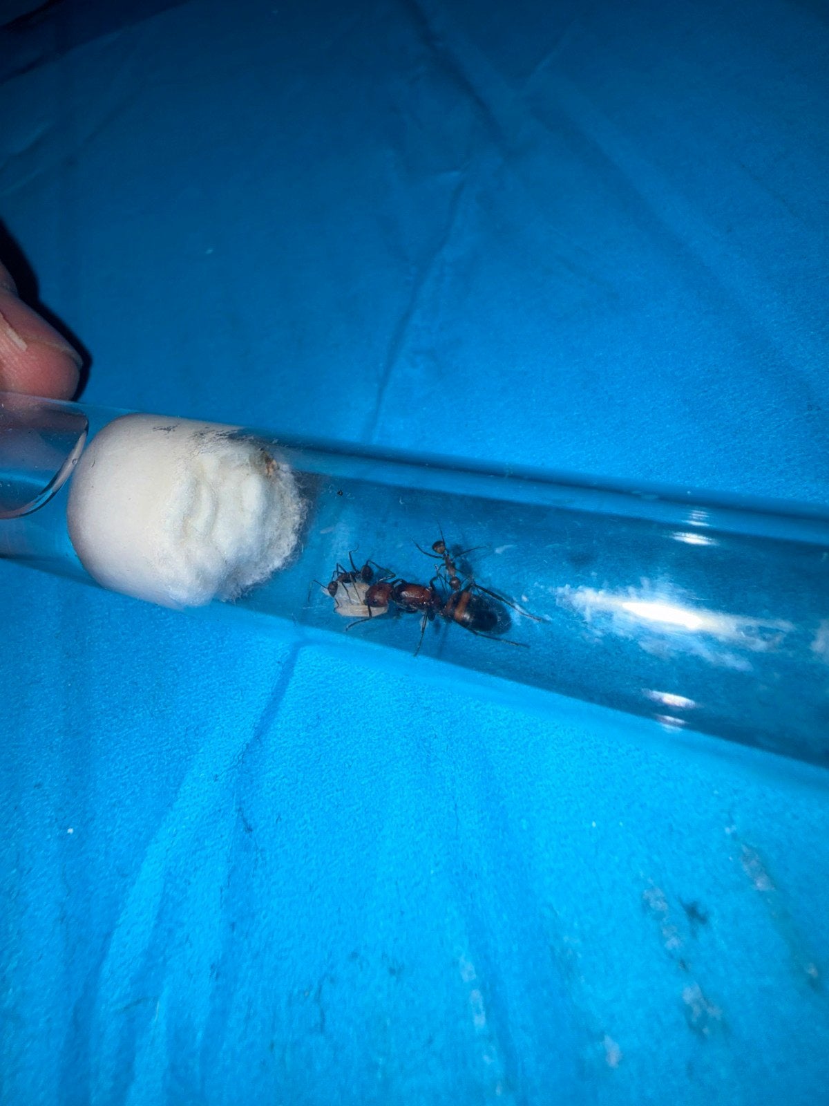 Camponotus nicobarensis mieren kololonie tekoop, Mieren