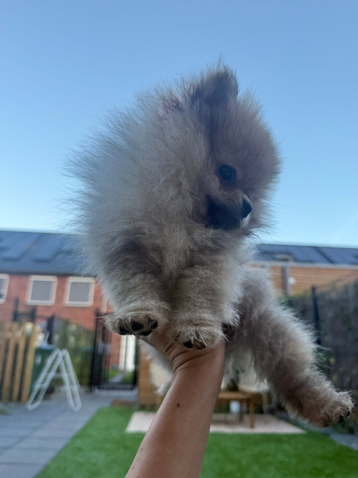 Lieve en sociale Pomeriaan puppy 3 maanden oud, Eén hond, Nederland, Particulier, Reu
