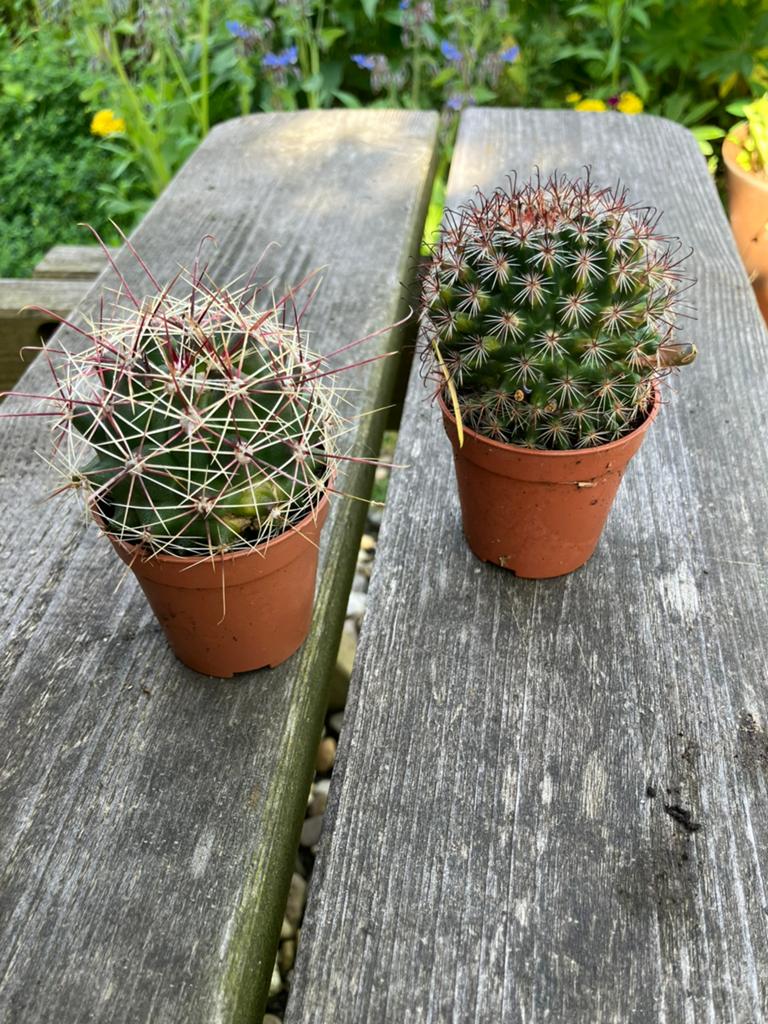 Mini cactus, Ophalen, Cactus, Minder dan 100 cm, Bloeiende kamerplant