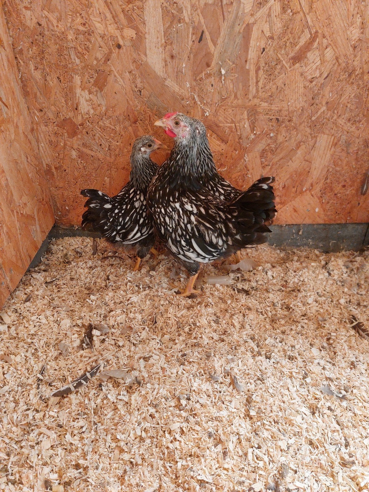 wyandotte kriel haantje, Dieren en Toebehoren, Pluimvee, Mannelijk, Kip