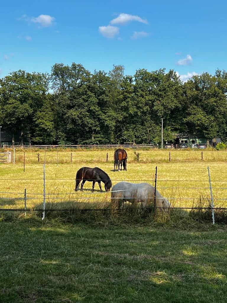 Verzorger en stalhulp op bijzondere plek gezocht, Dieren en Toebehoren, Stalling en Weidegang, Weidegang, 4 paarden of pony's of meer