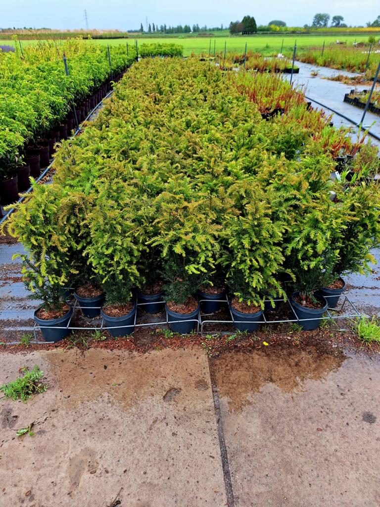 Taxus baccata 🌳 wintergroene haagplant🌳, Ophalen, Conifeer, 100 tot 250 cm