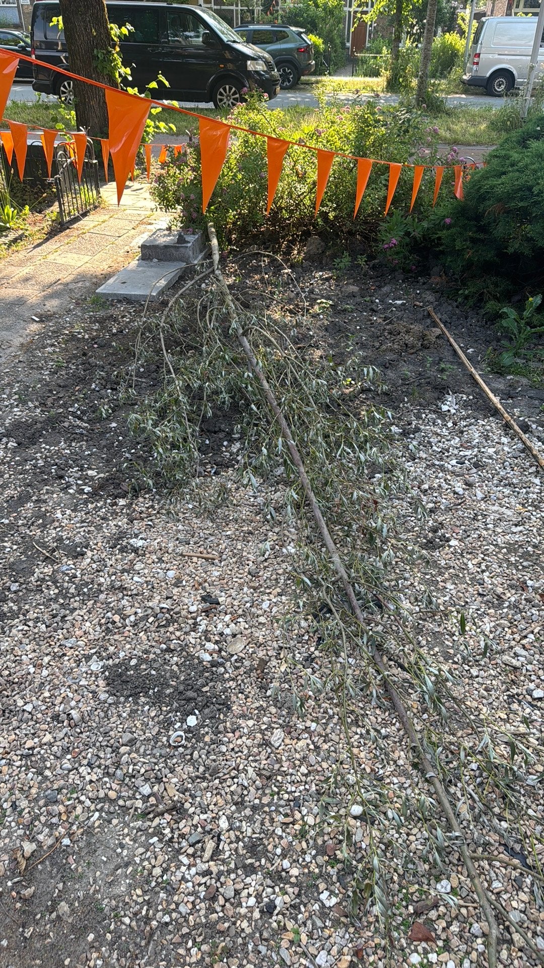 Wilg te koop. 7 meter lang, Ophalen of Verzenden, Volle zon, Overige soorten, 400 cm of meer