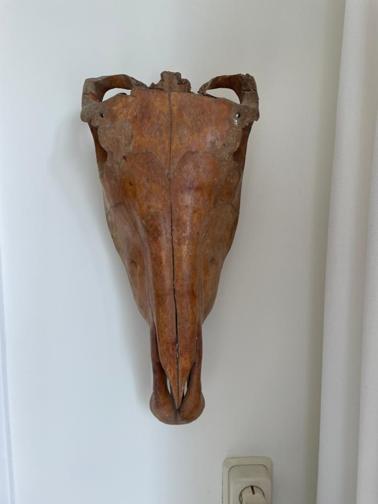 Schedel paard, paardenschedel, taxidermie, anatomie, Ophalen of Verzenden, Gebruikt