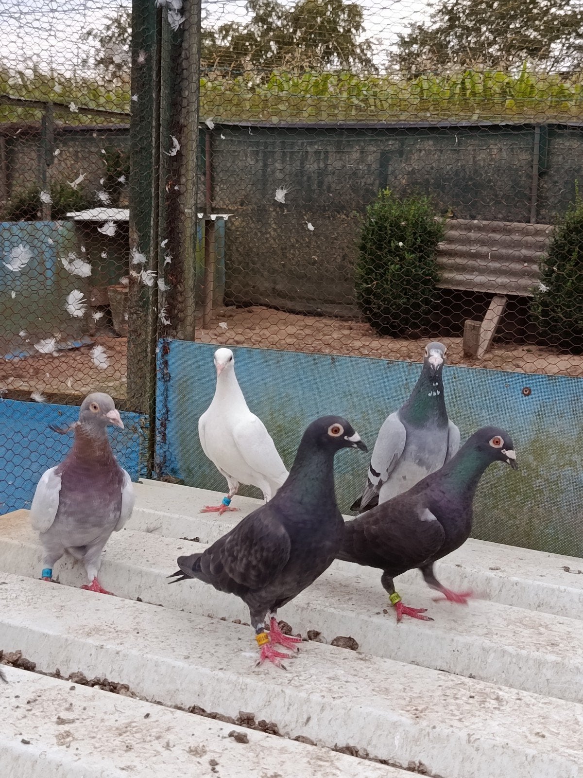 Kleurrijke postduiven te koop, Meerdere dieren, Postduif