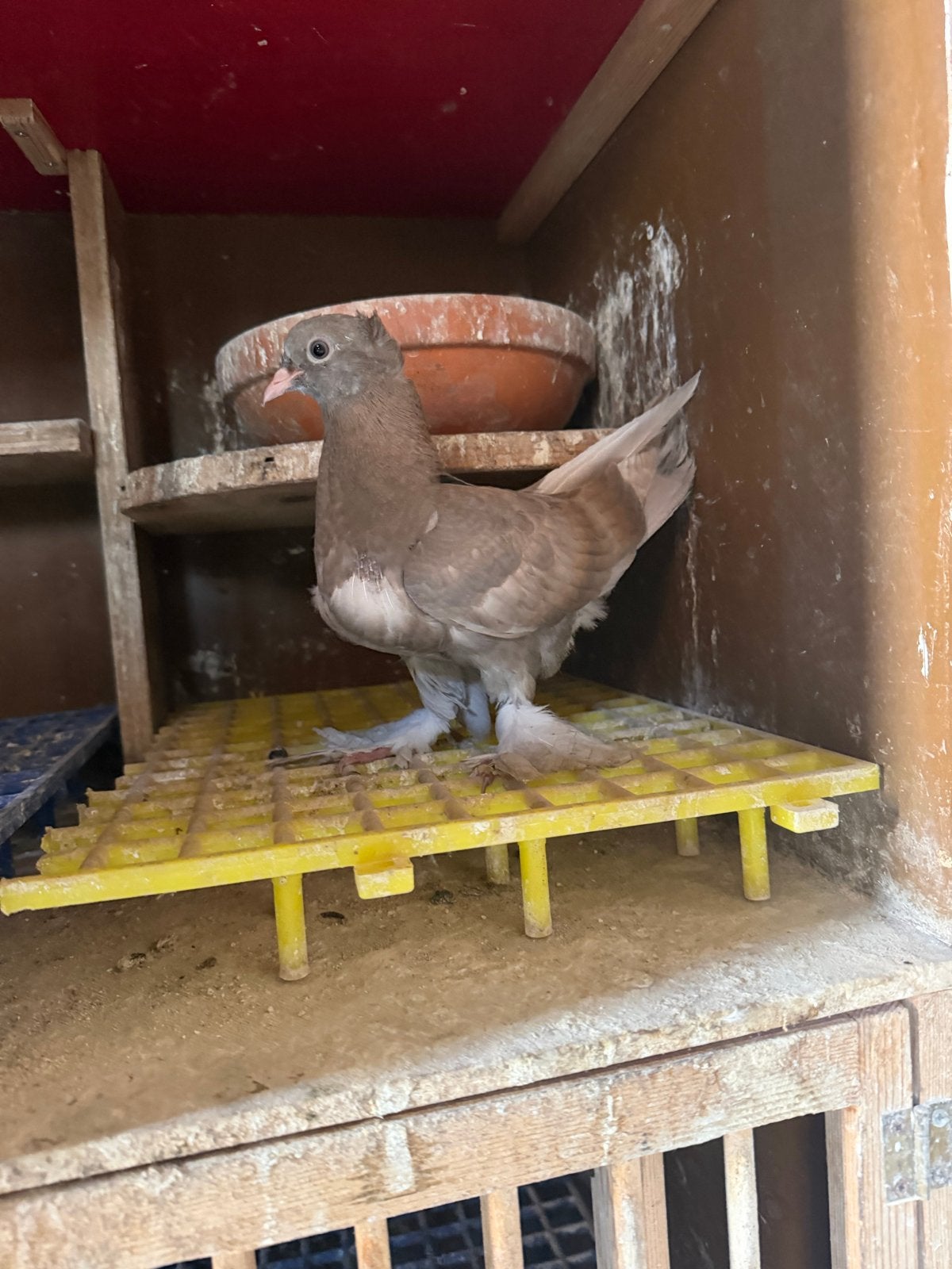 Takla duiven, Meerdere dieren, Postduif