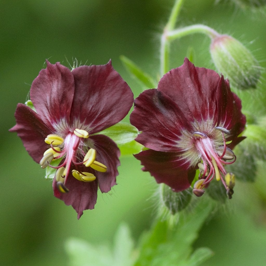 Zaden donkere ooievaarsbek (Geranium phaeum) - biologisch, Ophalen of Verzenden, Najaar, Volle zon, Zaad
