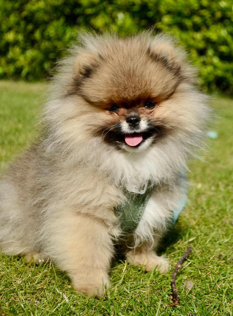 FCI stamboom Bear face type | Orange sable, Dieren en Toebehoren, Fokker | Hobbymatig, Keeshond, 15 weken tot 1 jaar, Reu