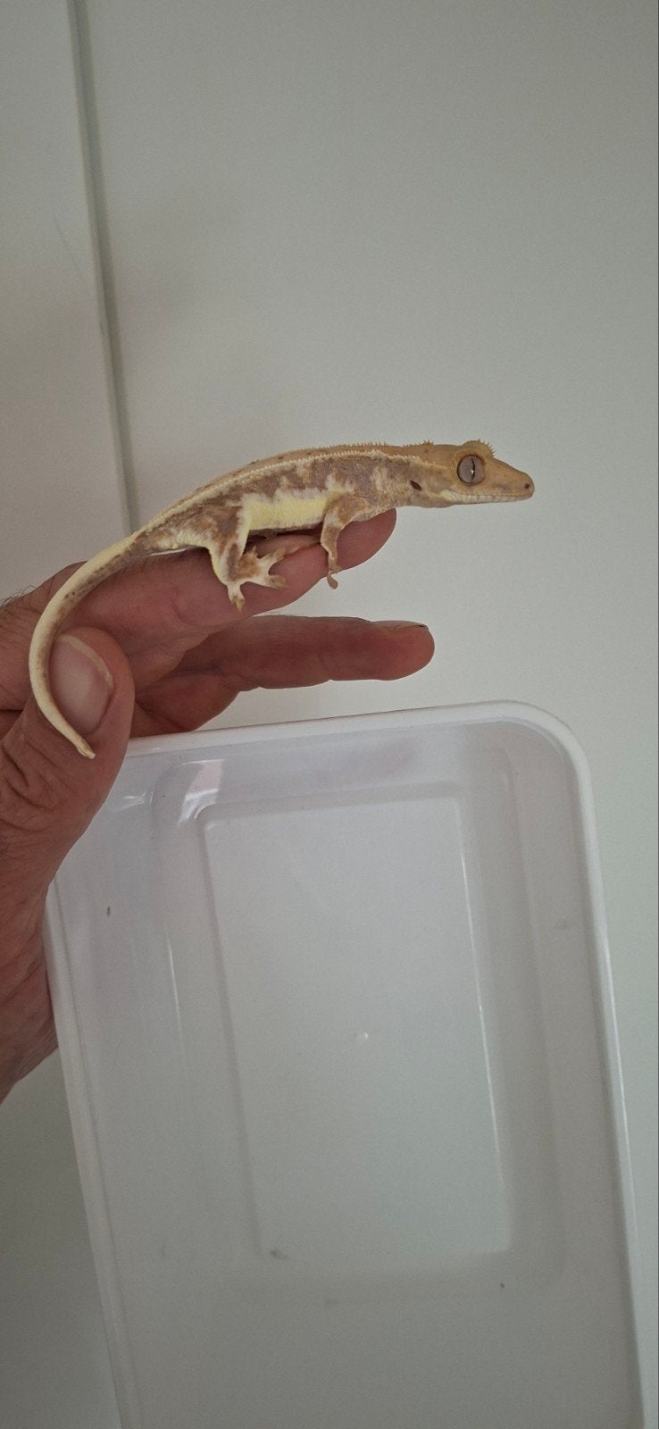 wimpergekko Lama253, Hagedis, 0 tot 2 jaar