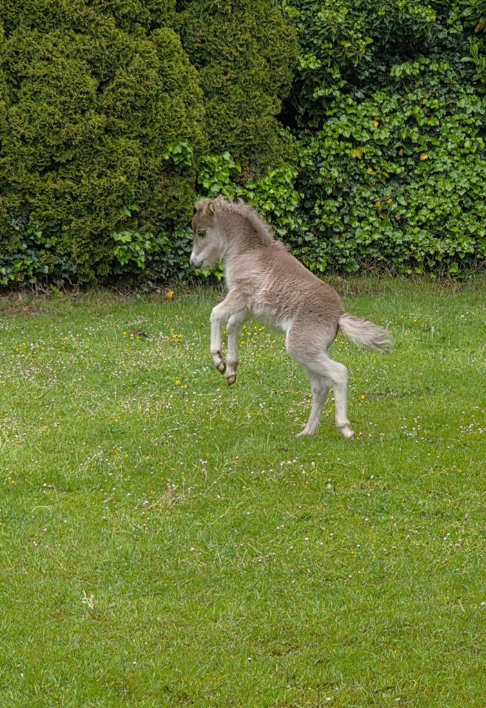 Te koop zeer chique mini merrieveulentje silverapple NMP, Dieren en Toebehoren, Pony's, Merrie, A pony (tot 1.17m), 0 tot 2 jaar