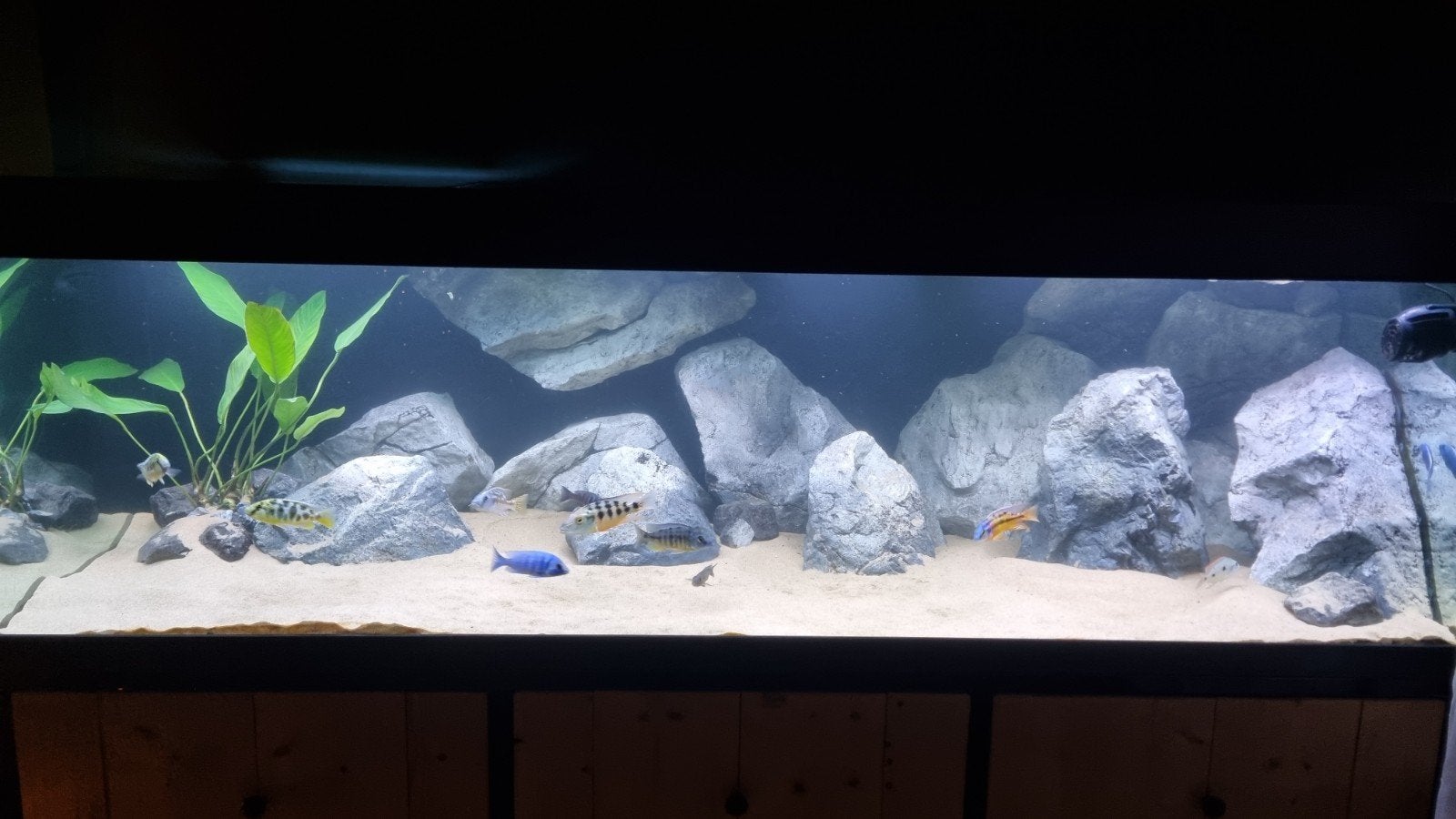 Aquadecor 3D achterwand rotsmodules + losse rotsmodules, Dieren en Toebehoren, Ophalen, Gebruikt