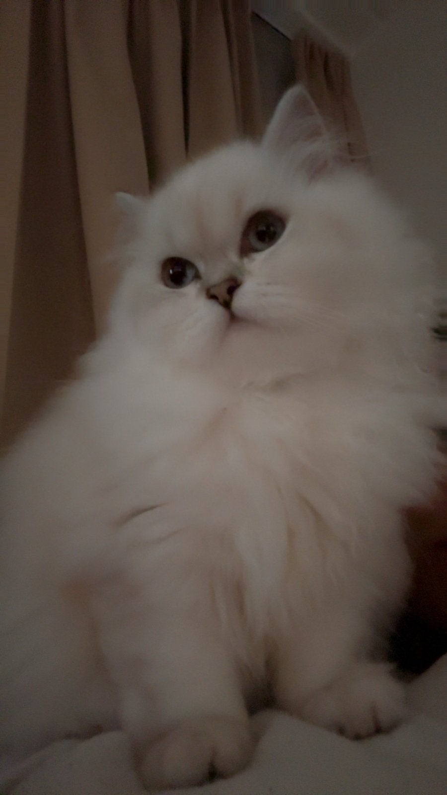 Birtse langhaar, Dieren en Toebehoren, Poes, Langharig, 0 tot 2 jaar