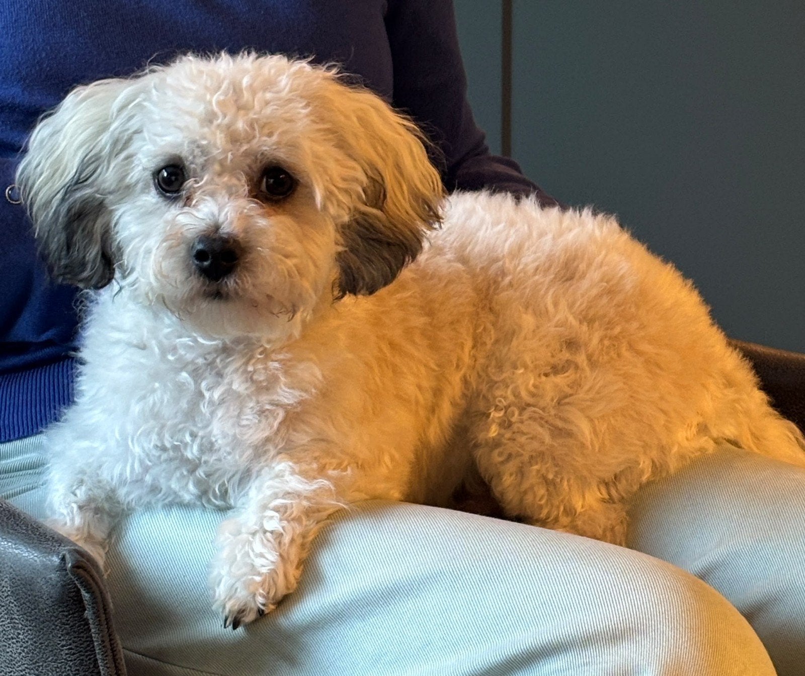 Lieve boomer, Dieren en Toebehoren, Maltezer, 15 weken tot 1 jaar, Reu, Eén hond