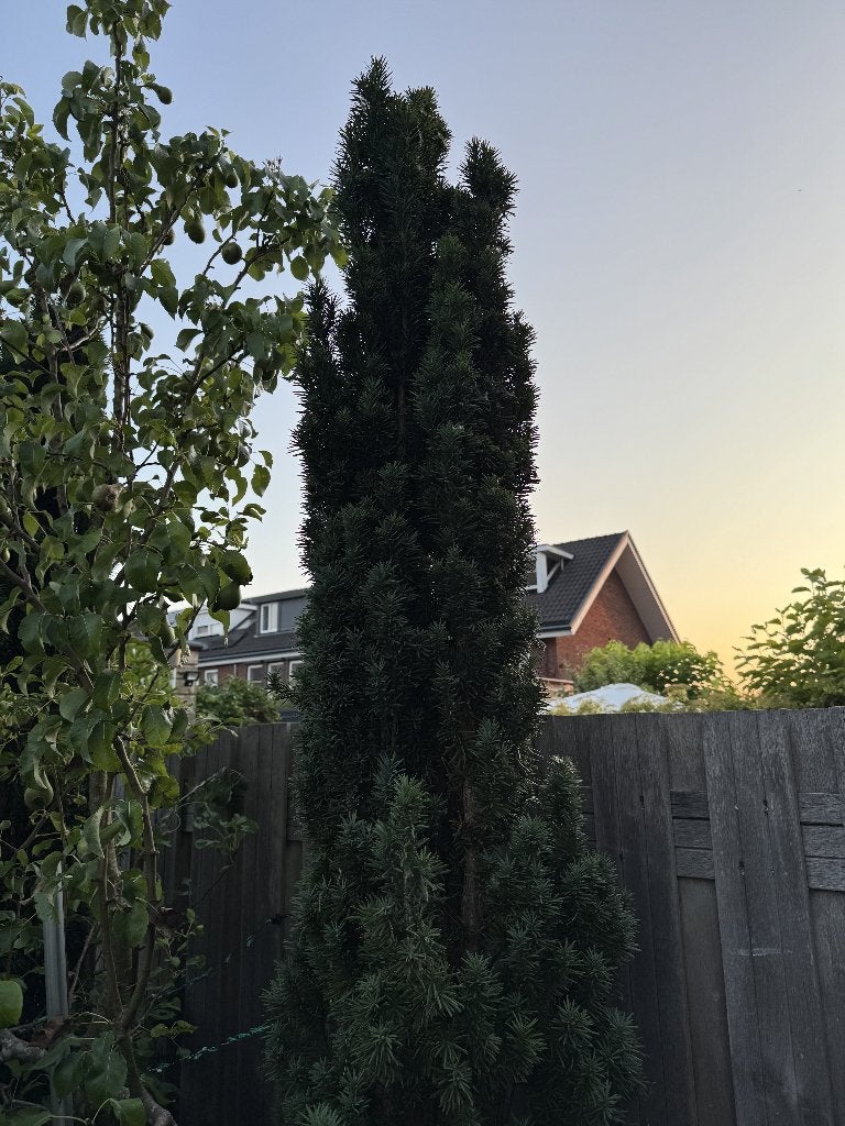 Coniferen | Ierse taxus zuiltaxus Taxus Baccata Fastigiata, Volle zon, Vaste plant, Bloeit niet, Ophalen