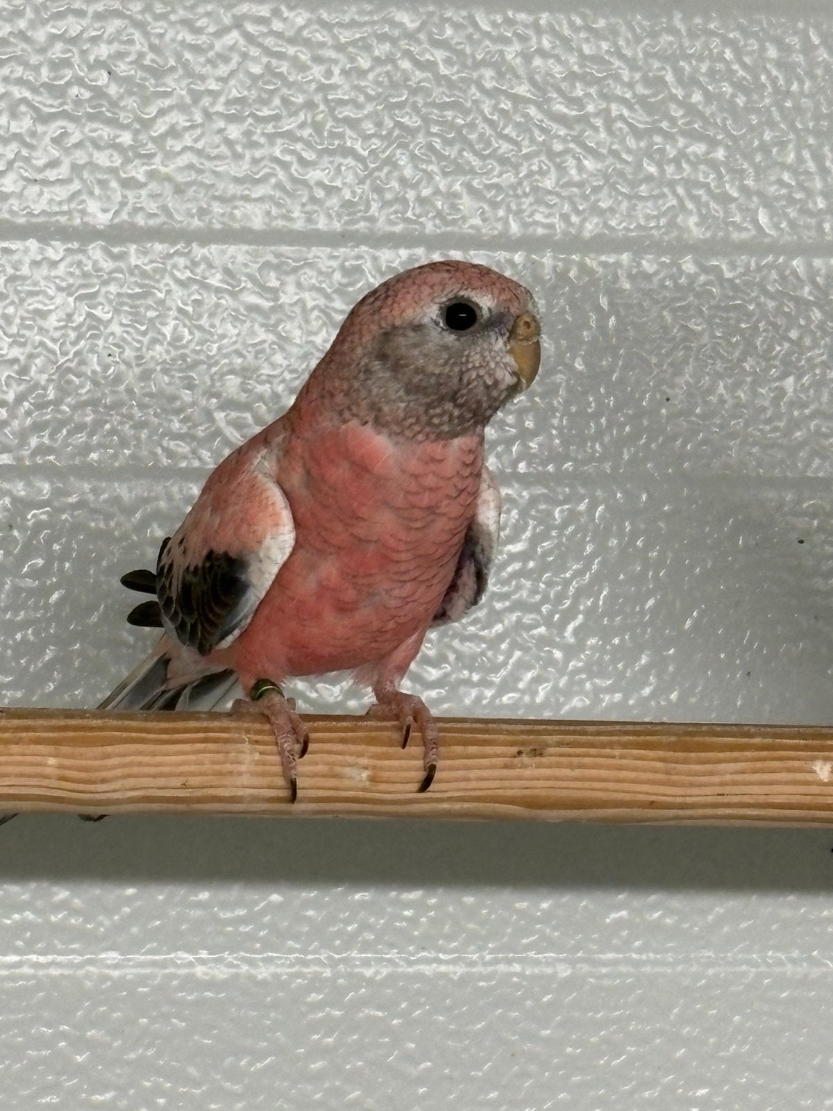 Bourke Opaline gezoomde pop, Dieren en Toebehoren, Vogels | Parkieten en Papegaaien, Vrouwelijk, Parkiet, Geringd