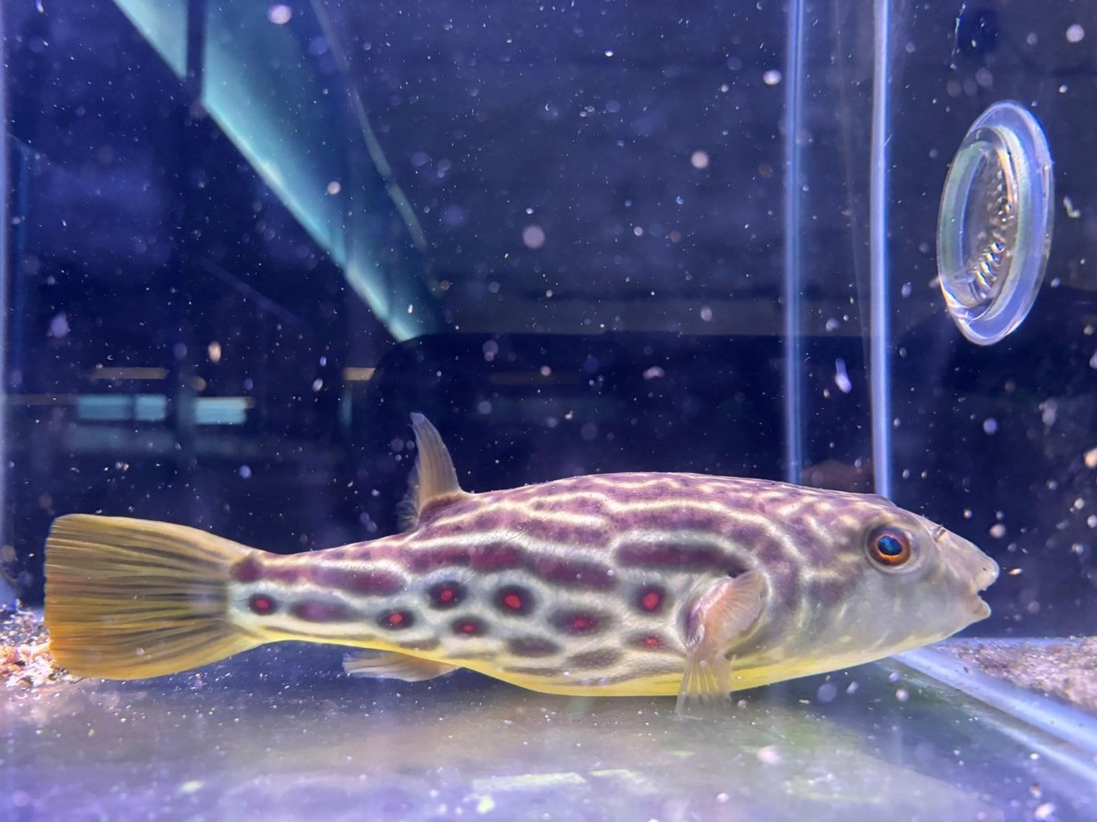 cross river kogelvis, Dieren en Toebehoren, Vissen | Aquariumvissen, Vis, Zoetwatervis