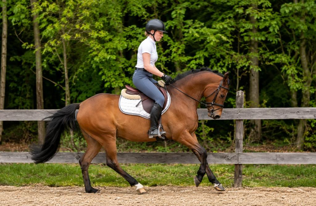 Allround D pony merrie, Dieren en Toebehoren, Pony's, Merrie, 3 tot 6 jaar