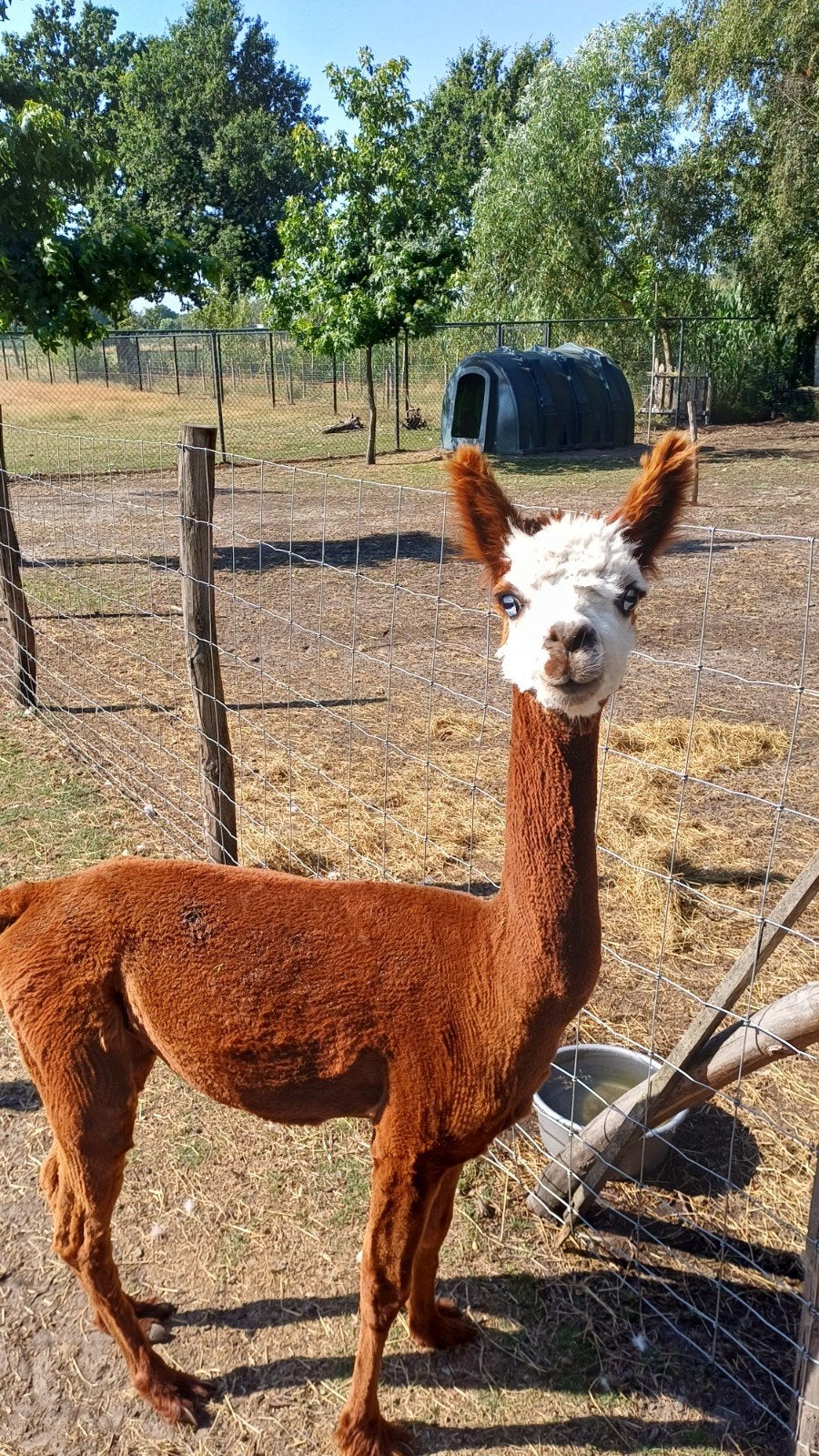 Alpaca hengst, Dieren en Toebehoren, Augustus, Mannelijk