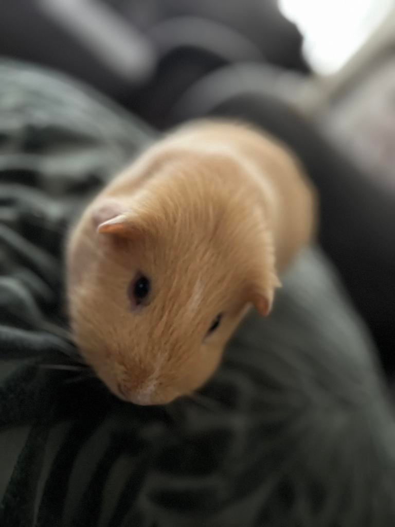 Cavia’s tam, Cavia, Februari, Meerdere dieren, Tam