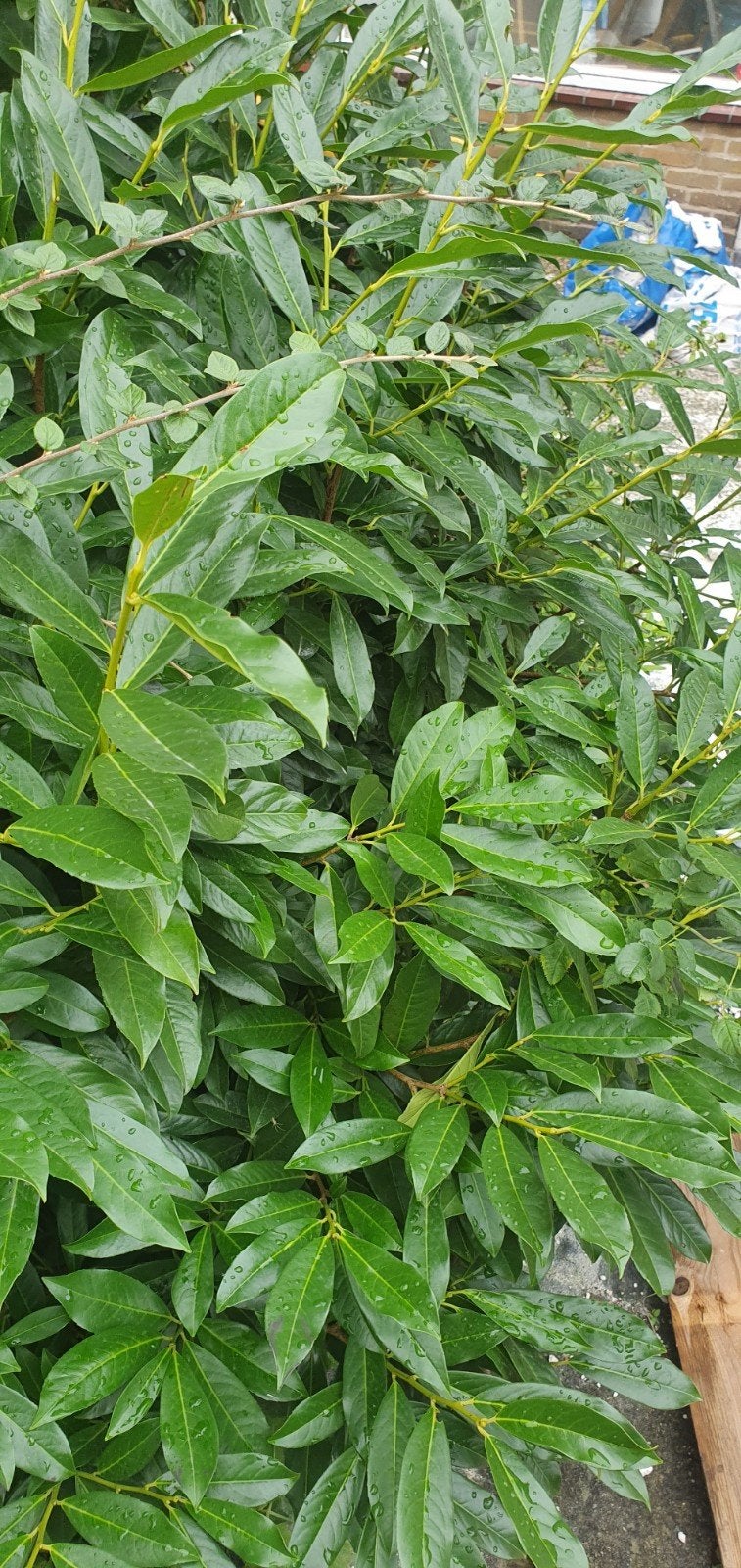 GRATIS verschillende grote planten struiken zie omschrijving, Ophalen, Overige soorten, 100 tot 250 cm