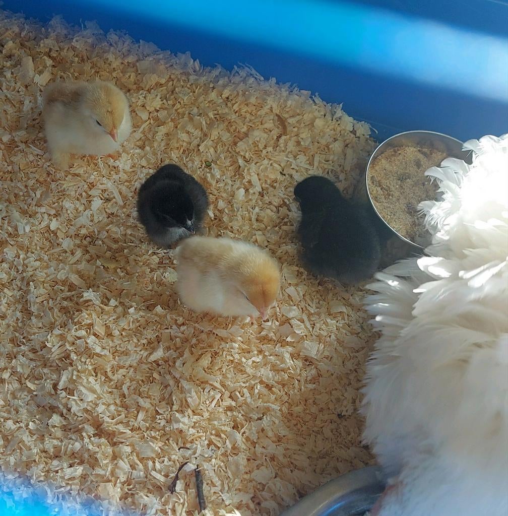 Broedeieren Cochin (kriel) ook krulveer ️, Geslacht onbekend, Kip