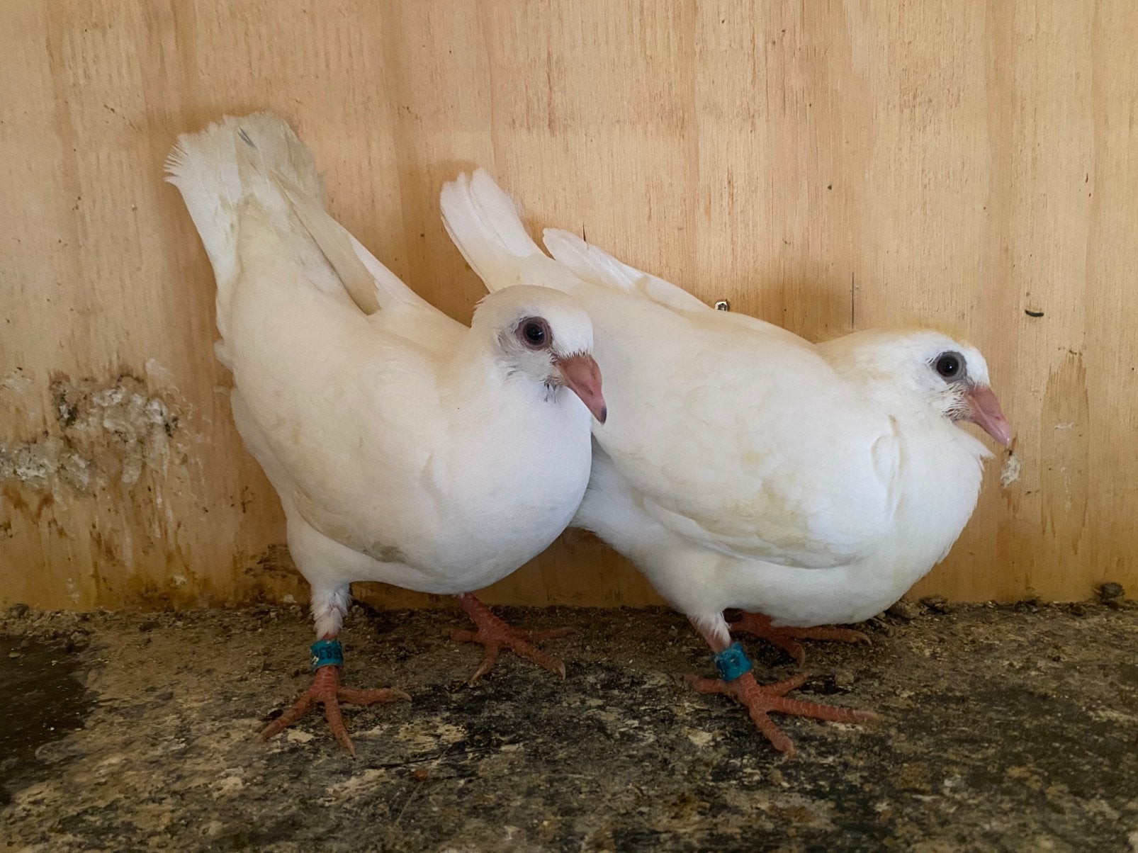 Te koop witte postduiven lijn gert cirkel, Meerdere dieren, Postduif