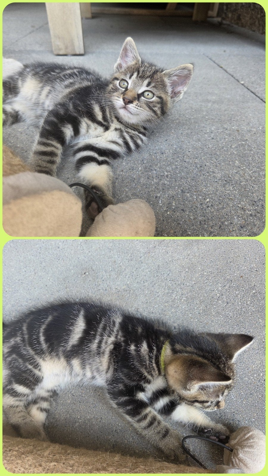 MOOIE KITTENS, Meerdere dieren
