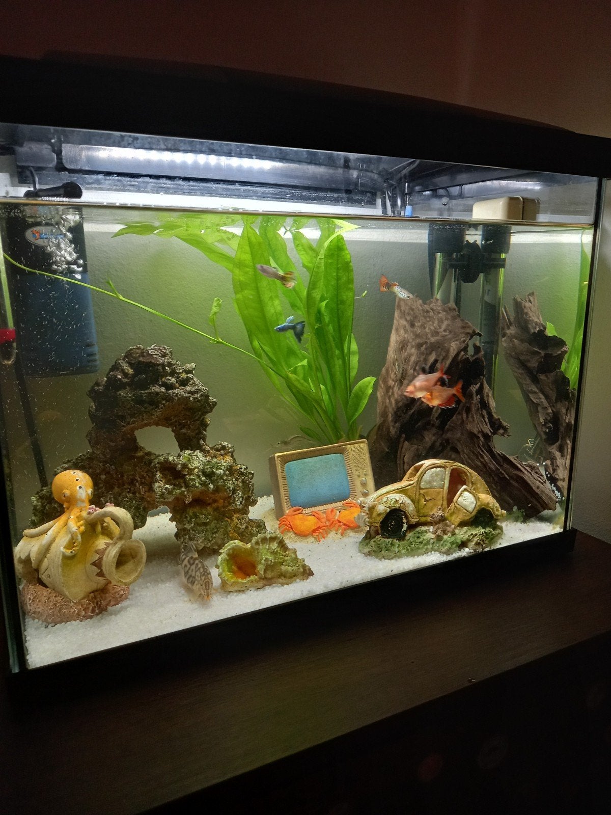 aquarium te koop, Ophalen, Gevuld zoetwateraquarium