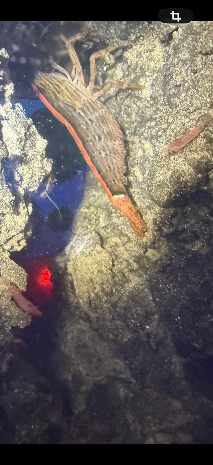 Molukse waaierhand garnaal Atya moluccensis, Dieren en Toebehoren, Kreeft, Krab of Garnaal, Zoetwatervis