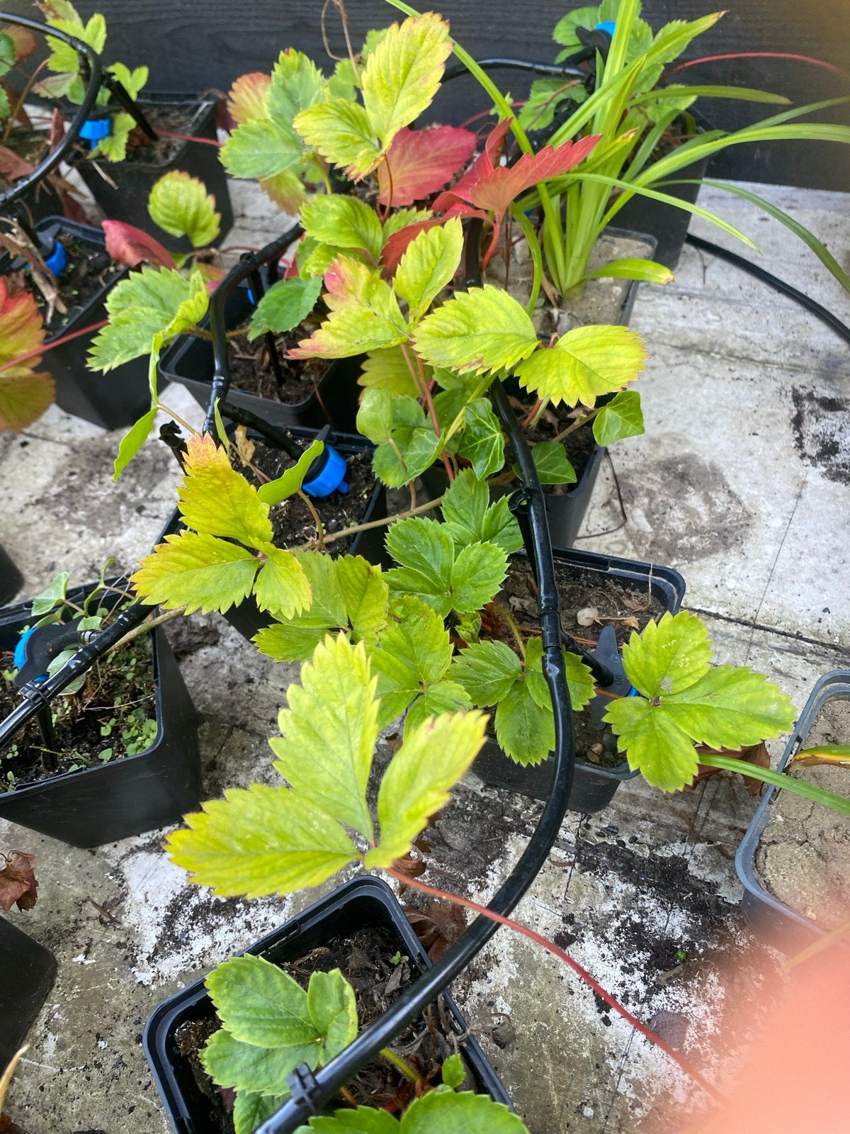 Vaste planten, Ophalen of Verzenden