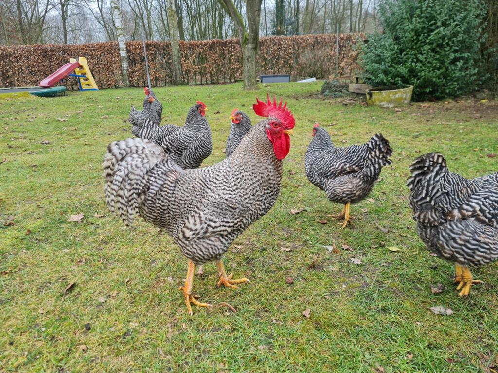 Broedeieren Amrock, Dieren en Toebehoren, Geslacht onbekend, Kip