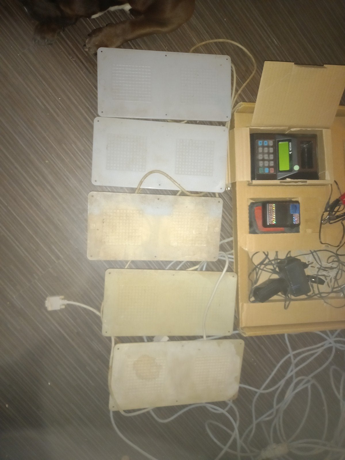Een kompleet unikon goed gekeurd, Dieren en Toebehoren, Mannelijk, Postduif