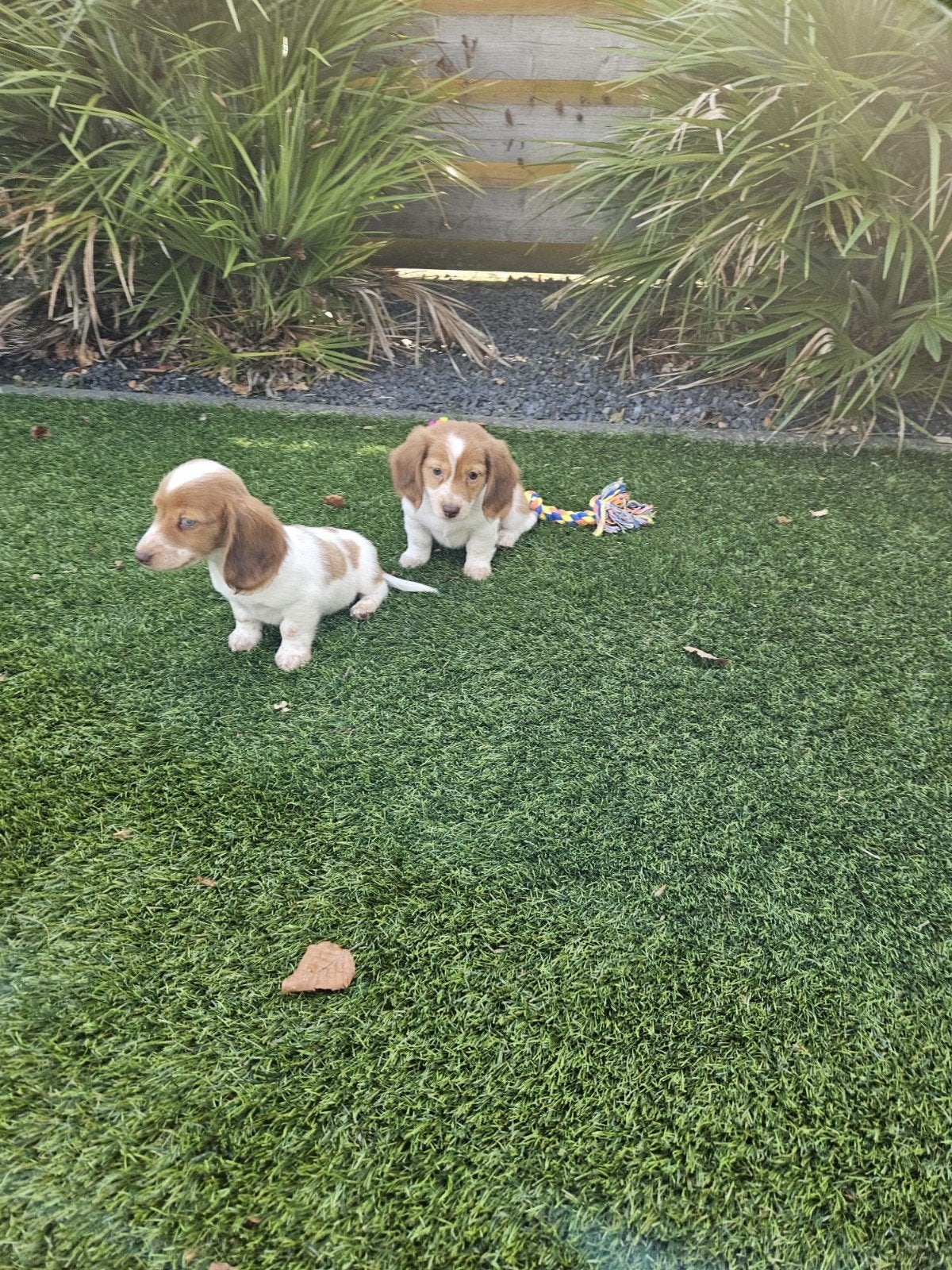 langharige dwerg teckel pups ( Pie Bald)  langhaar dwergteck, 8 tot 15 weken, Dwerg, Meerdere, Meerdere dieren