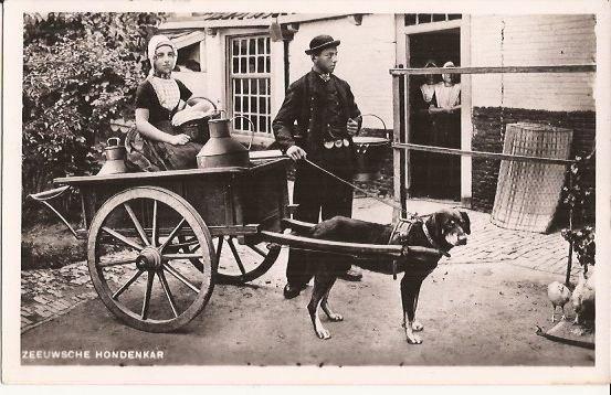 ZEELAND HONDENKAR  MET MELKBUSSEN  echte foto 1467, Verzenden, 1920 tot 1940, Ongelopen, Hond of Kat