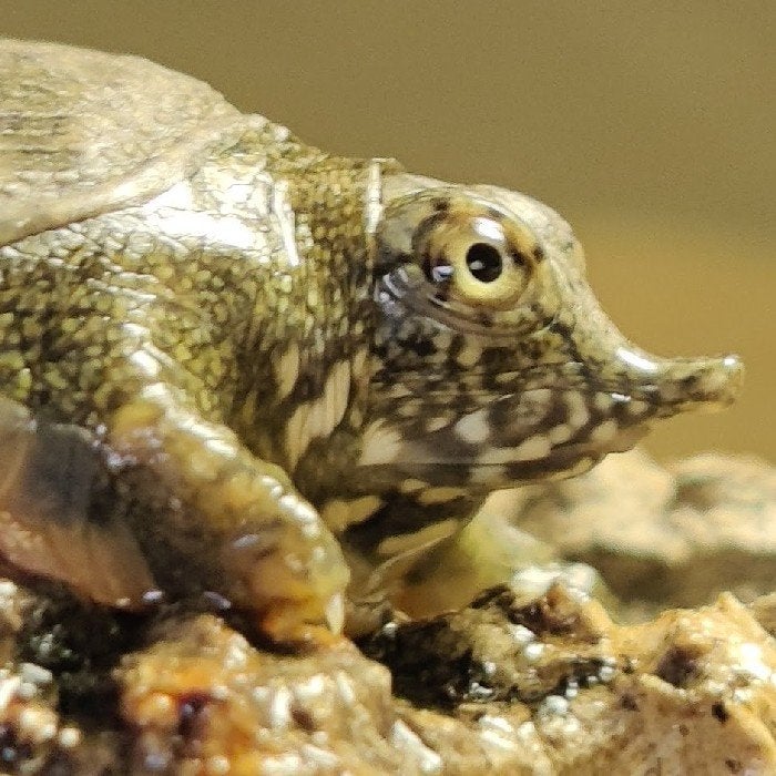 Trionyx sinensis, Vis