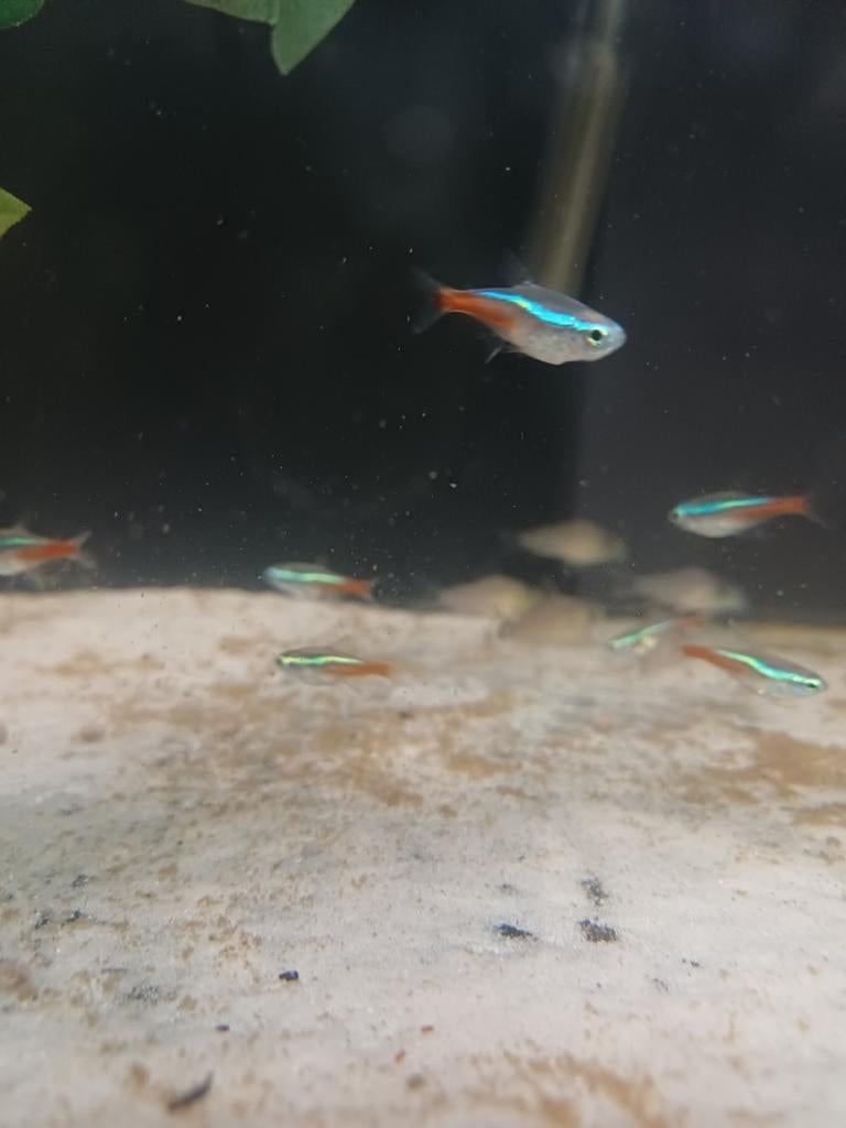Neon tetra, Dieren en Toebehoren, Vissen | Aquariumvissen, Vis