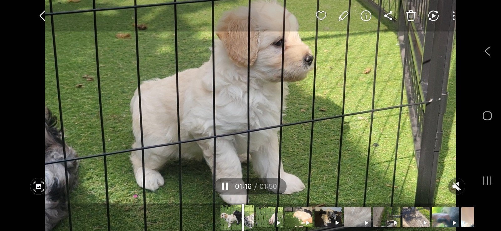 Foto 4 van Bordoodle unieke pups abrikoos en zwart