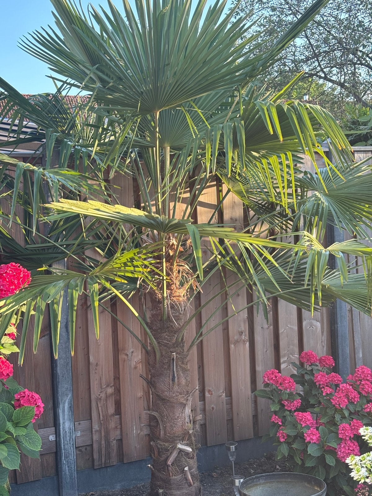 Trachycarpus Fortunei Palm - Winterharde Palmboom, Tuin en Terras, Planten | Tuinplanten, Volle zon, Vaste plant, Bloeit niet
