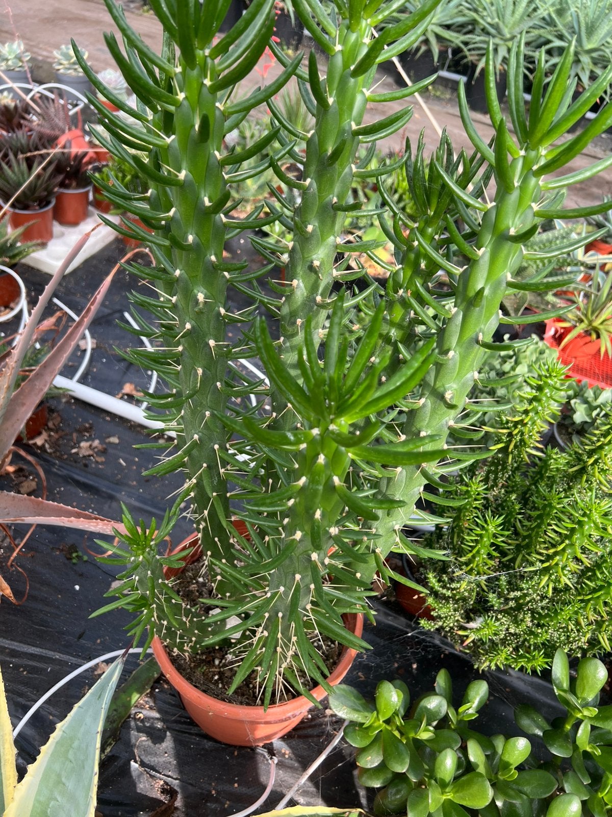 Austrocylindropuntia subulata pot23, Ophalen, Overige soorten, Volle zon