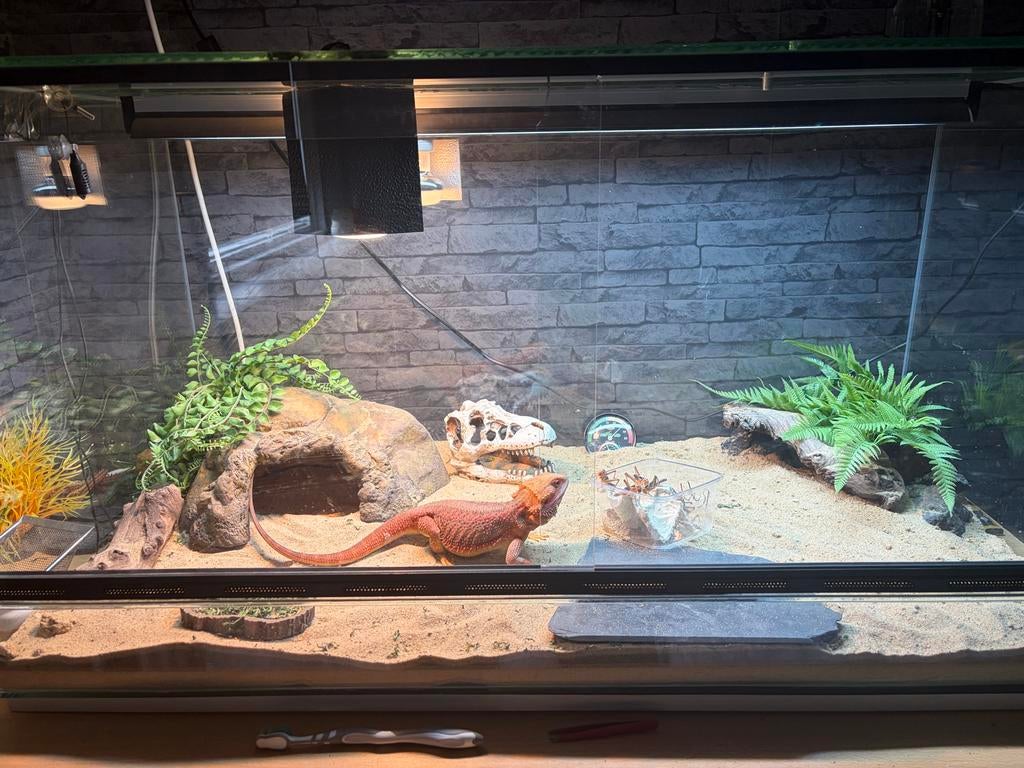 Baardagame + complete terrarium set (zeer compleet!), Overige soorten, Met terrarium, 0 tot 2 jaar