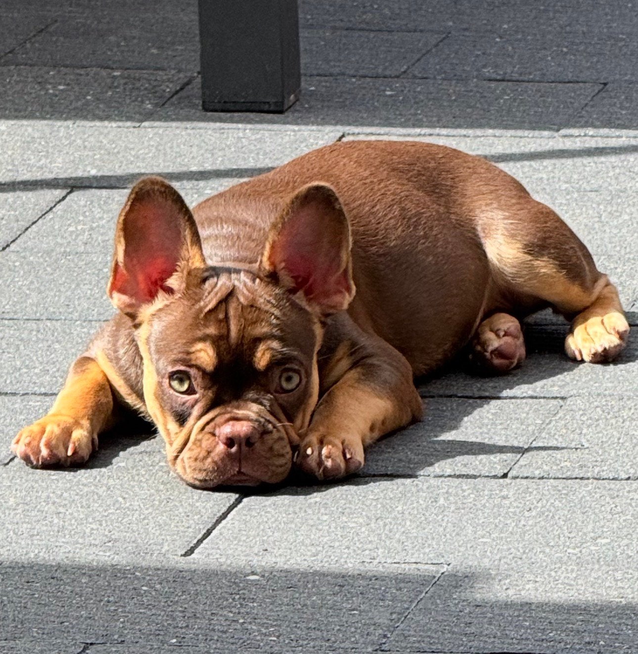 🐾Gezocht Gastgezin  Franse Bulldog🐾, 15 weken tot 1 jaar, CDV (hondenziekte), Teef, Bulldog