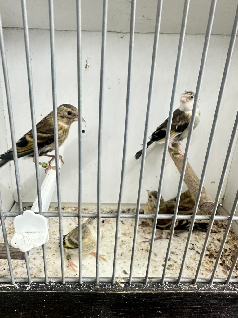 Putter bastaarden 2026, Dieren en Toebehoren, Vogels | Overige Vogels, Meerdere dieren, Wildzangvogel, Geringd